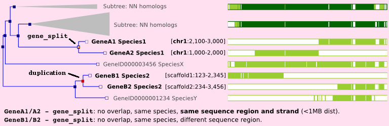 Gene split Gene split