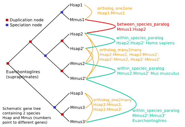 Homologue types Homologue types
