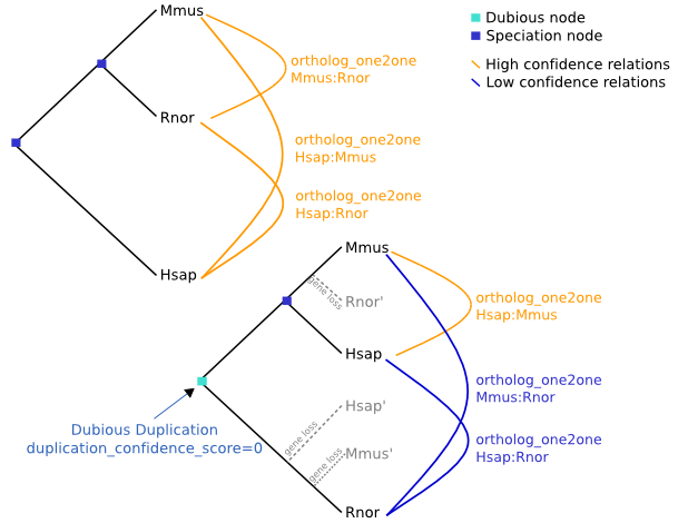 Between species paralogues Between-species paralogues